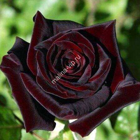 1. Посадка розы Чёрная магия