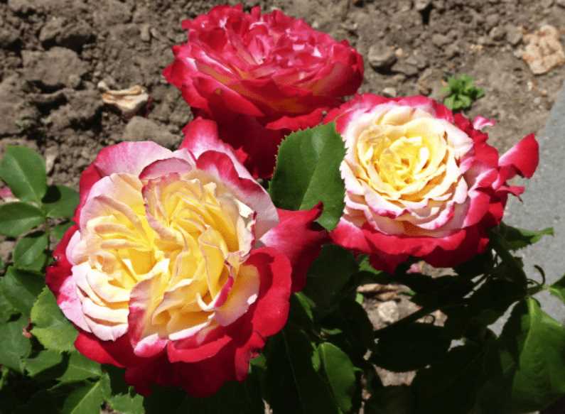 Роза Дабл Делайт: превосходный сорт со множеством плотных цветков