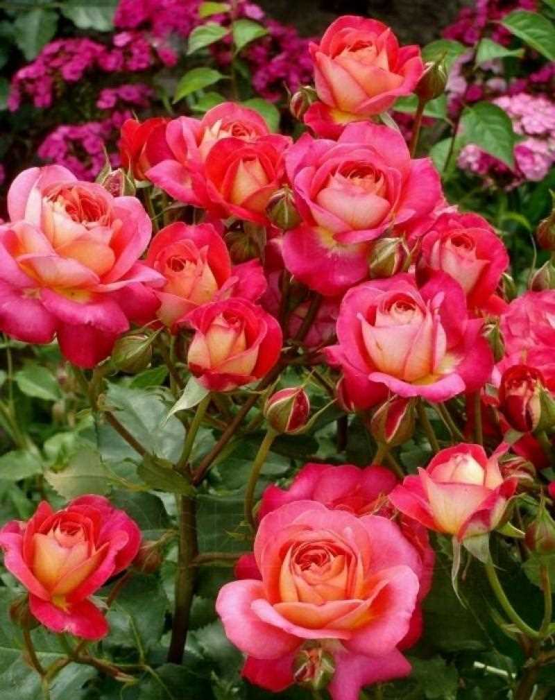 Цветовое разнообразие розы Мидсаммер