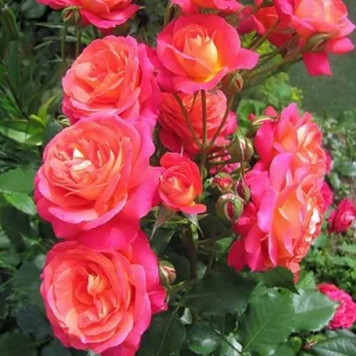 Форма и размер цветков розы Мидсаммер