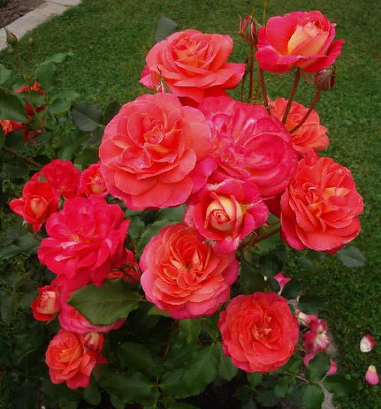 Популярные сорта розы Мидсаммер и их отличительные черты