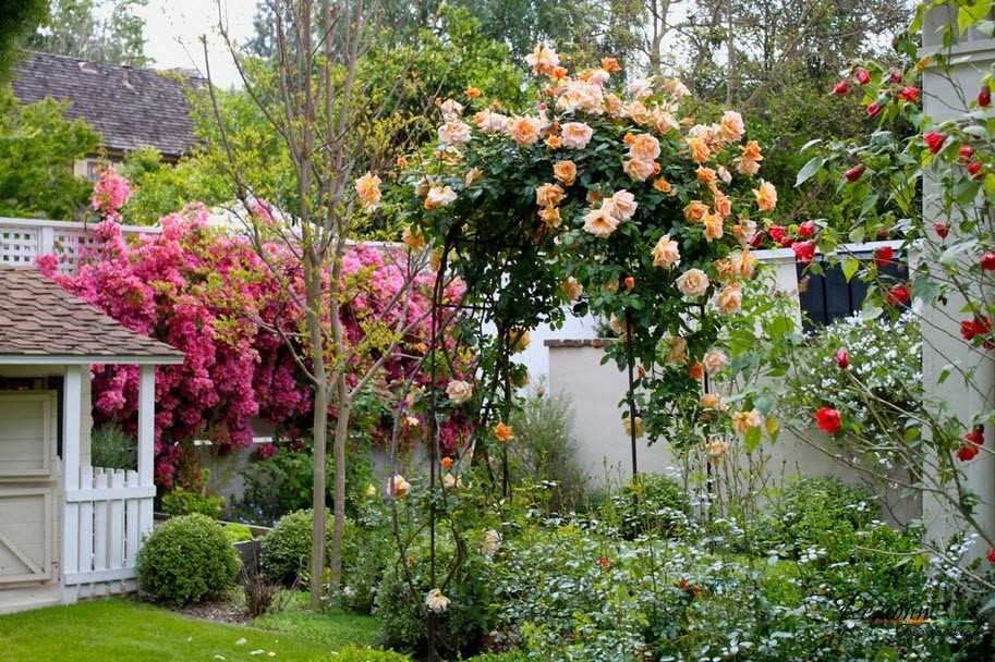 Выбор сортов роз для загородного дома