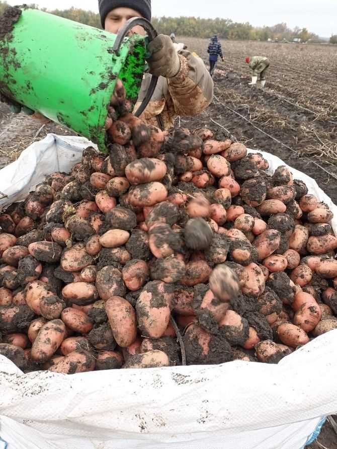 Секреты успешного выращивания ранних сортов картофеля