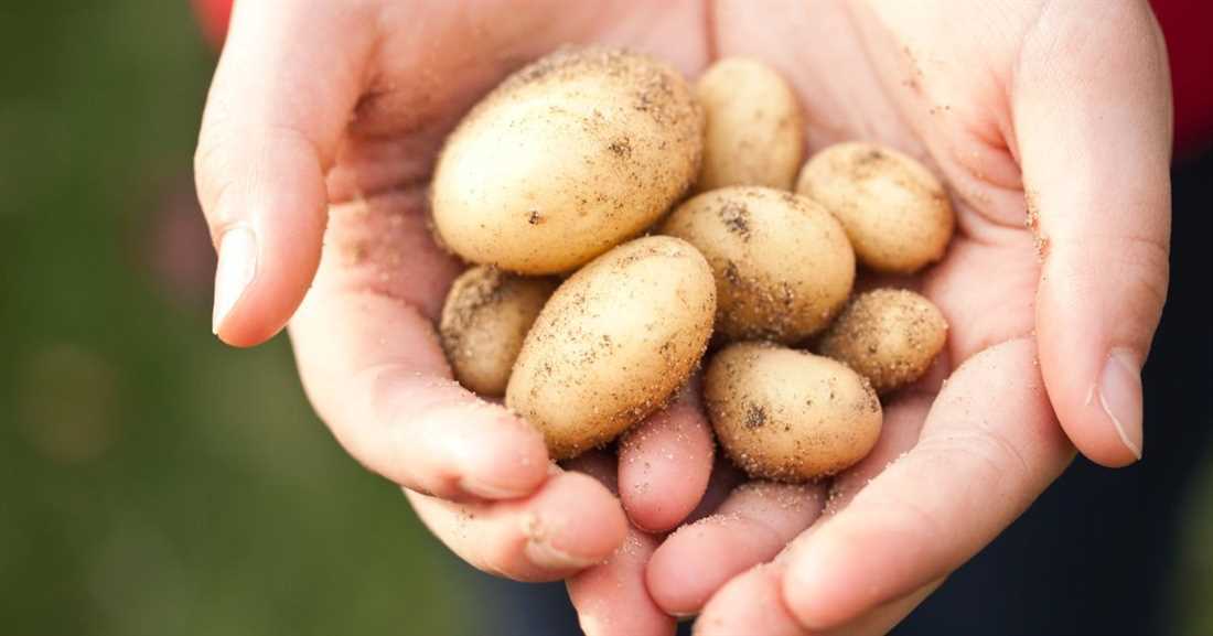 Ранние сорта картофеля с высокой урожайностью