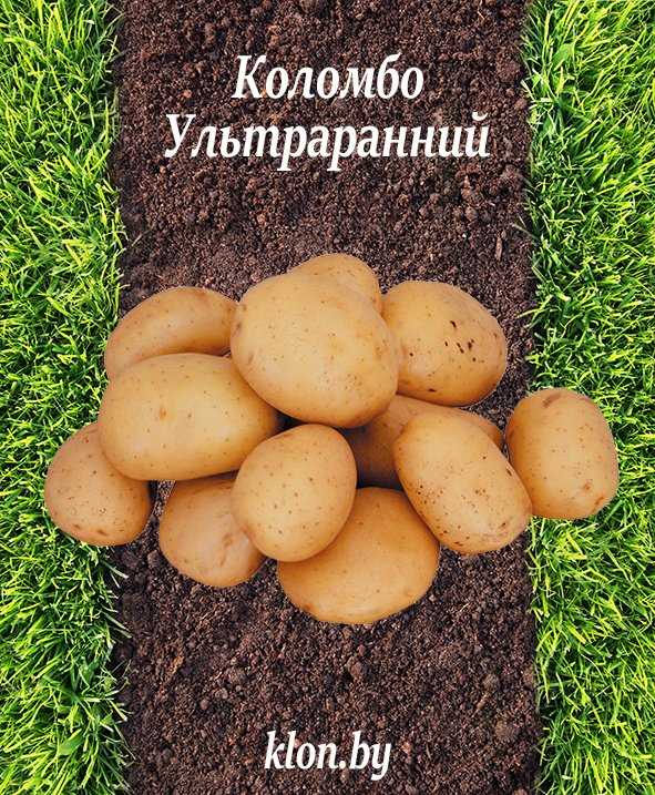 Условия и требования для успешного выращивания сорта картофеля Коломбо