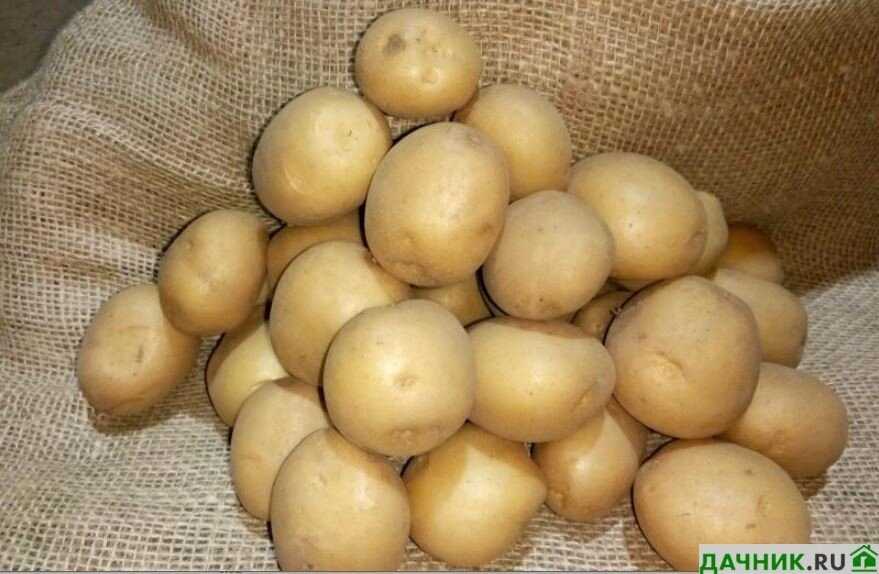 Селекция и гибридизация сорта картофеля Коломбо