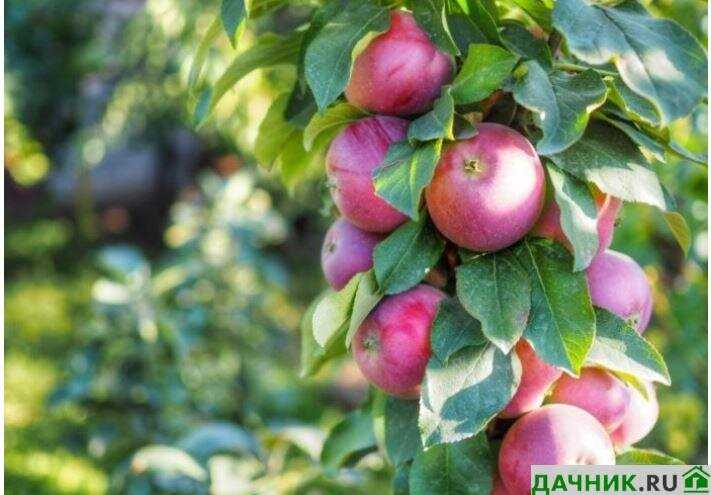 Особенности посадки колоновидных яблонь осенью