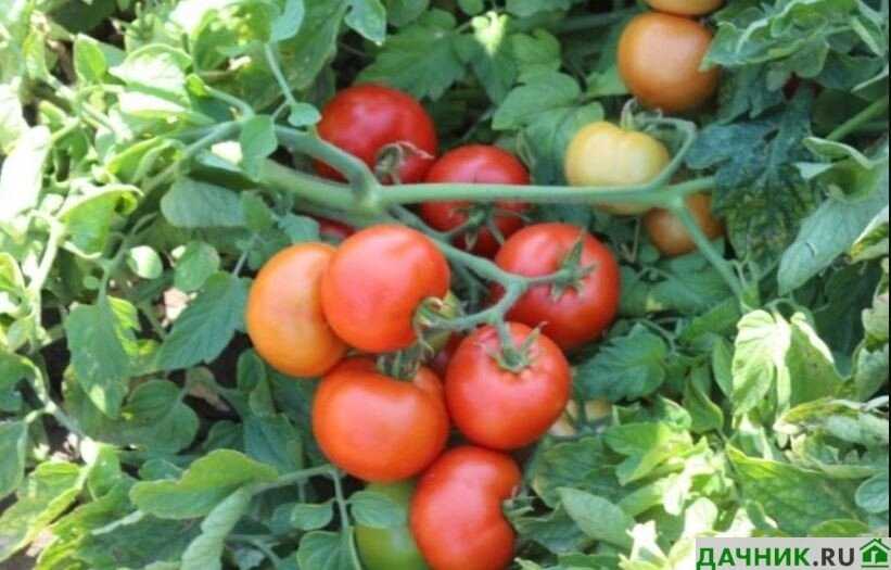 Что такое томат Катя