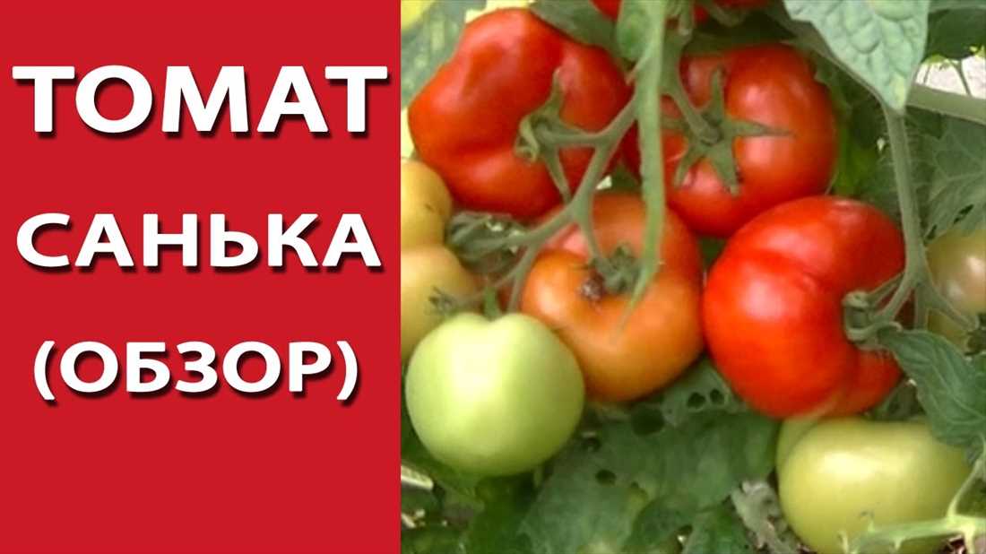 Выращивание сорта томата Санька 2023