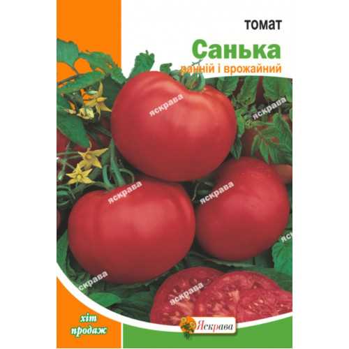 Популярность сорта томата Санька 2023