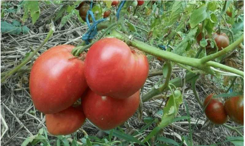 Преимущества сорта томата Японка