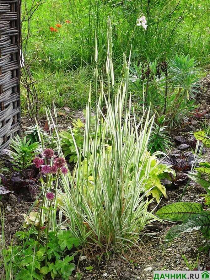 Как правильно выращивать траву Бухарник
