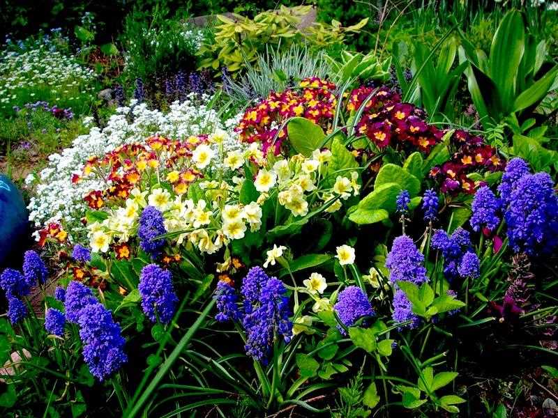 Цветы для украшения цветника: практические советы