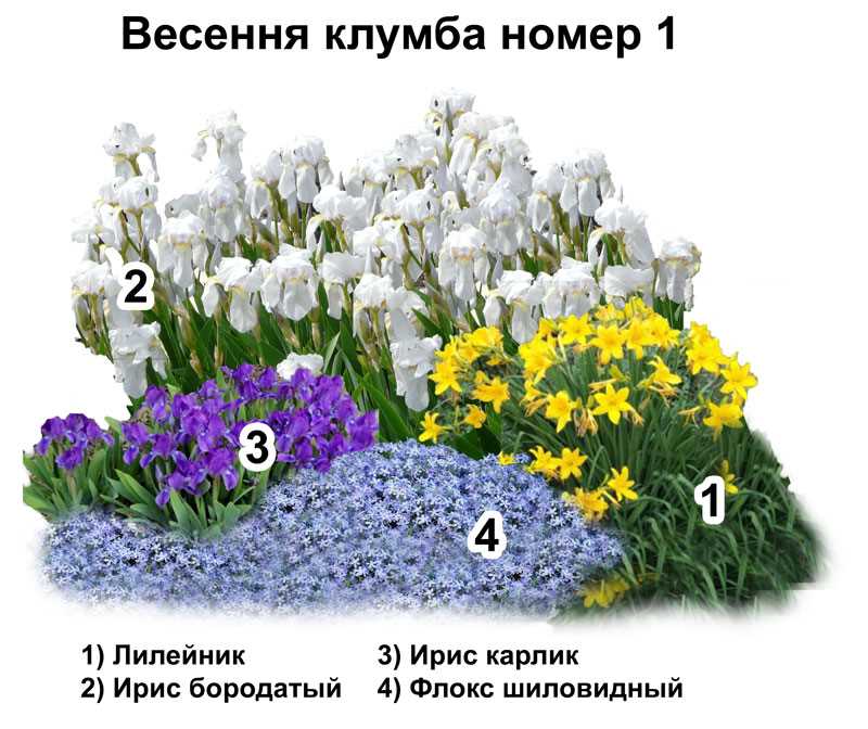 Разнообразие цветов