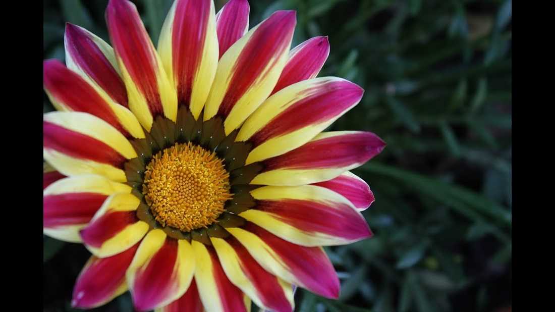 Что такое цветок Газания: краткое описание