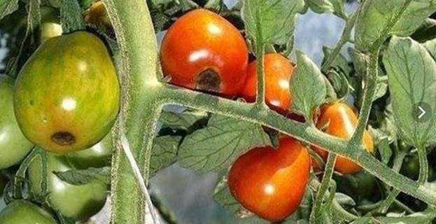 Секреты опрыскивания помидоров