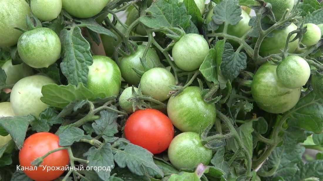Как правильно использовать борную кислоту для помидоров?