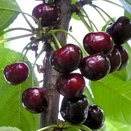 Отзывы садоводов о вишне Любской