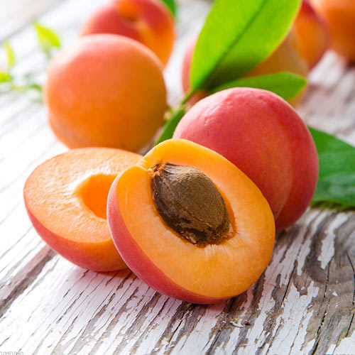 Выращивание и уход за абрикосом Биг Ред
