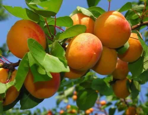 Современные сорта абрикос
