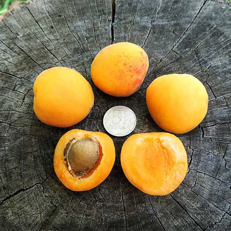Применение абрикоса Фаворит