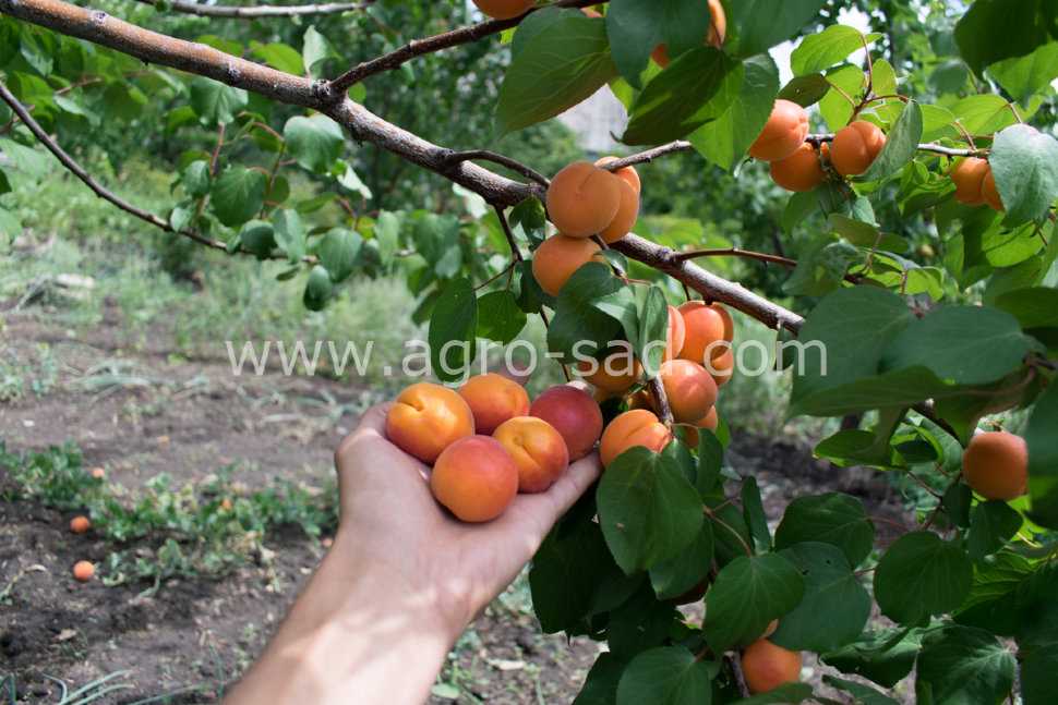 Полезные свойства абрикоса Ледана: