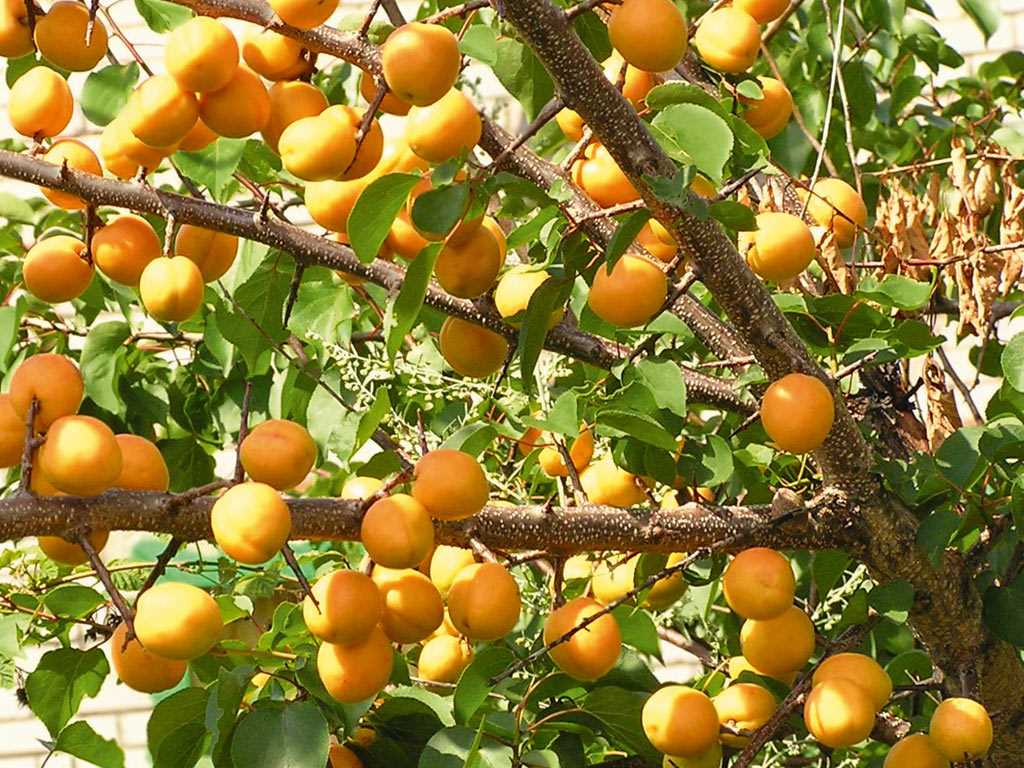 Использование плодов абрикоса Маньчжурского в кулинарии