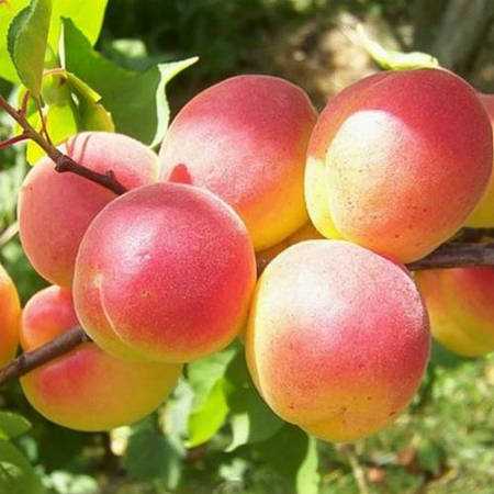 Выращивание и уход за абрикосом Санни