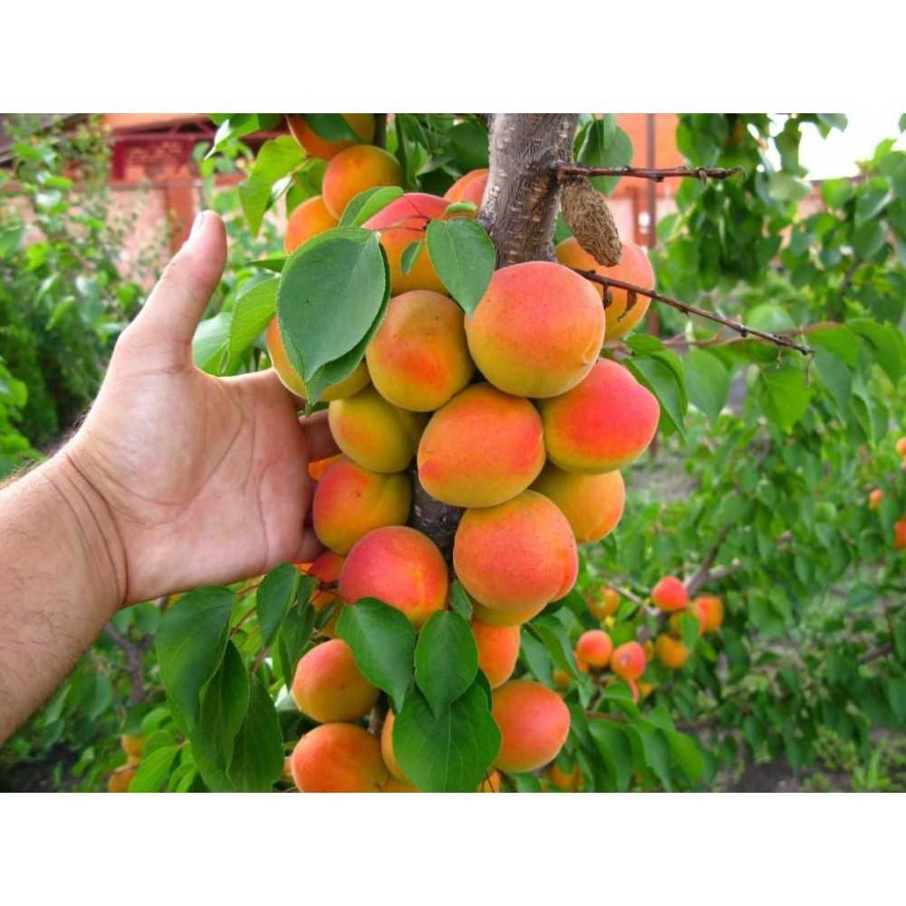 Преимущества и применение абрикоса Санни