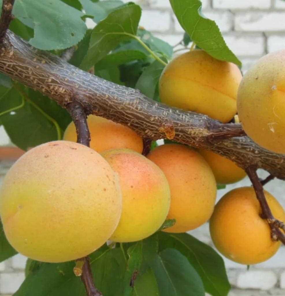 Преимущества использования абрикоса Саянского