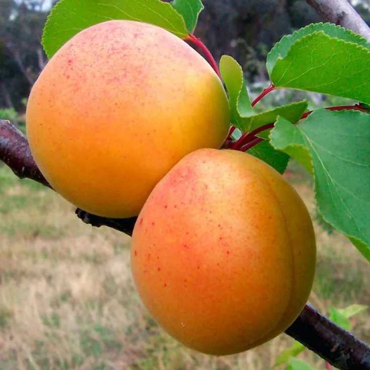 Способы выращивания и ухода за абрикосом Саянским