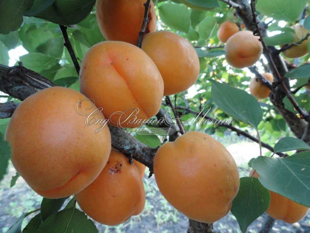 История происхождения абрикоса Саянский
