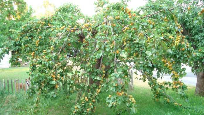 Выращивание абрикоса Триумф северный