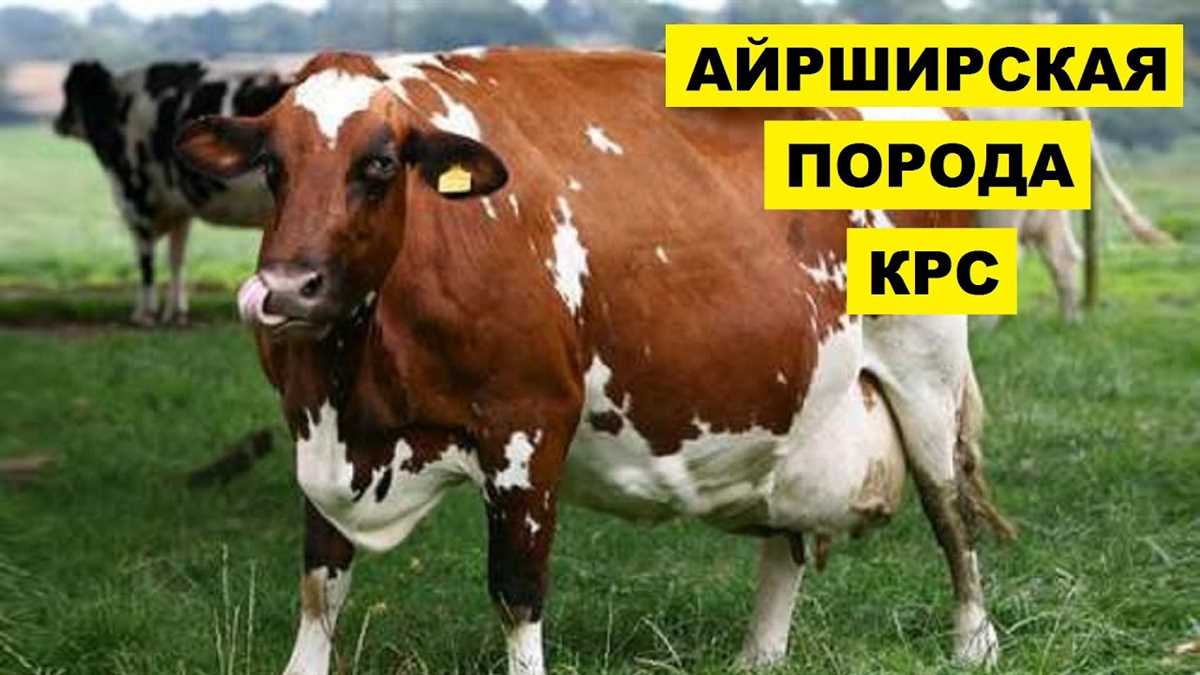 Оптимальные условия содержания айрширских коров