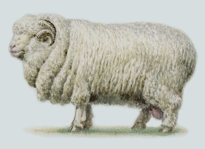 История и происхождение Алтайской породы овец