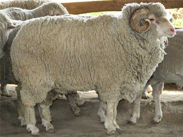 Описание внешности Алтайской породы овец