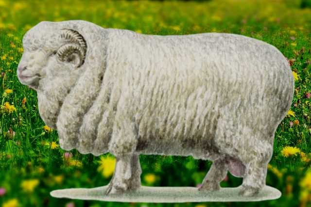 Особенности содержания Алтайских овец