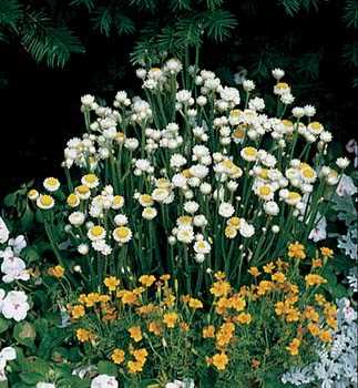 Аммобиум – это уникальное растение, которое можно найти только в Австралии. Оно принадлежит к семейству астровых и является одним из самых красивых представителей растительного мира этой страны. Аммобиум известен своими яркими цветами и неповторимым ароматом.