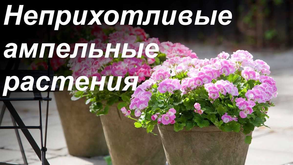 Пеларгония ампельная