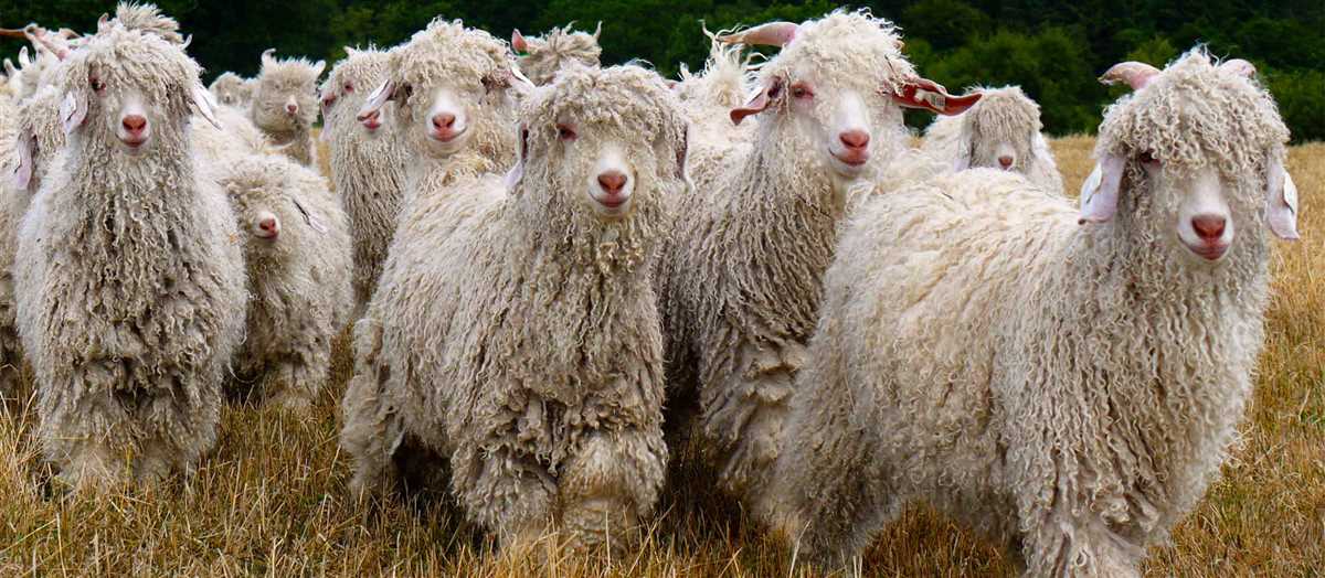 Польза и применение волокна ангорских коз