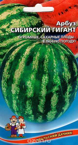 Методы выращивания и ухода за арбузом Сибирский гигант