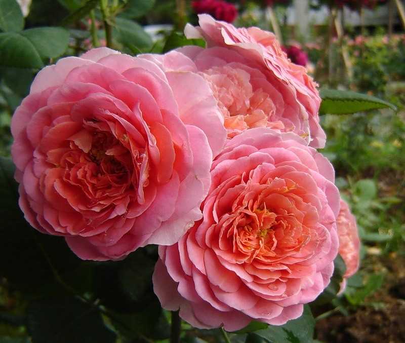 Розы с ароматом: лучшие сорта для вашего сада