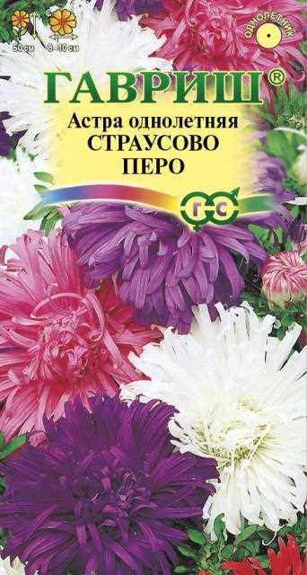 Астра Страусово перо: особенности и преимущества смеси окрасок