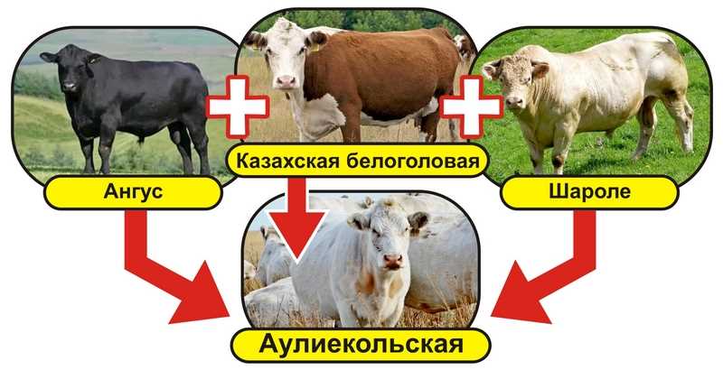 Молочная продуктивность