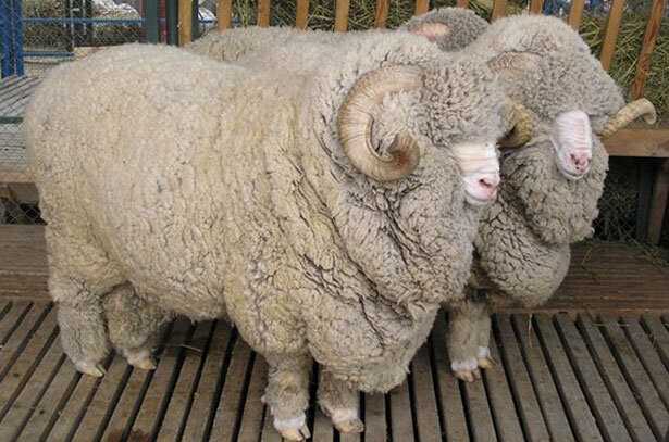 Австралийский меринос: легендарная порода овец