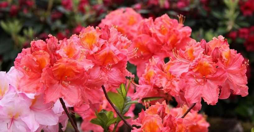 Азалия: прекрасные цветы для сада