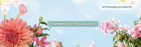 Особую популярность сорт Пеликан завоевал благодаря своему великолепному вкусу и уникальным лечебным свойствам. Баклажаны являются низкокалорийным овощем, богатым клетчаткой и витаминами группы В, которые полезны для сердца и сосудов, иммунной системы и зрения.