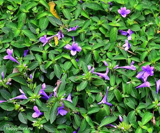 Барлерия лекарственная (Barleria prionitis)