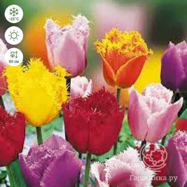 Насыщенность цветов бахромчатых тюльпанов