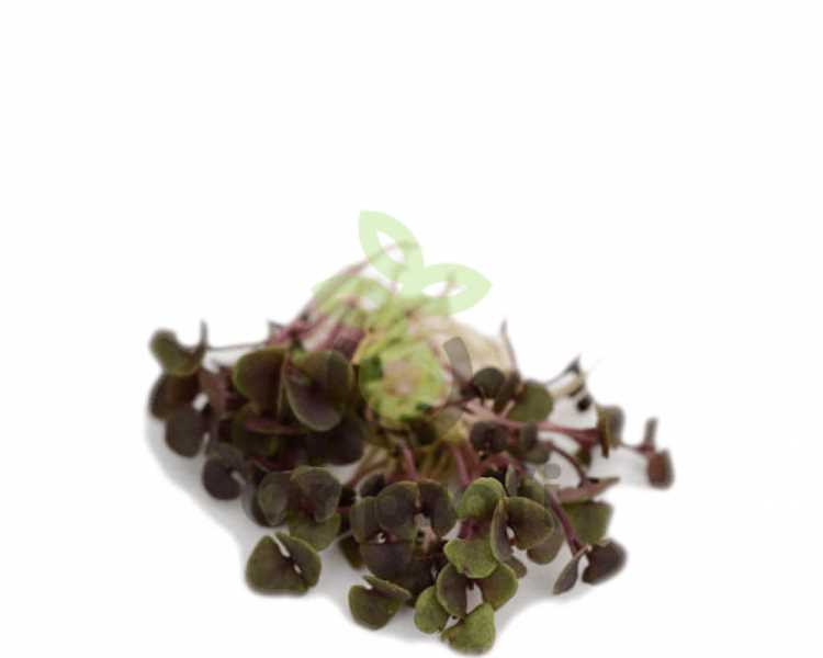 Базилик философ (Ocimum basilicum) – это травянистое растение семейства губоцветных. Он известен своим ярким ароматом и вкусом, которые сделали его популярным ингредиентом в кулинарии и медицине. Родина базилика – Индия, где он уже давно используется в кулинарии и обрядовых целях. Сегодня базилик выращивается по всему миру и является популярным растением среди садоводов и гурманов.